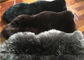 Wirkliche Schaffell-Wolldecken-natürliche lange schwarze Wollmerinolamm-Pelz-Bodenbelag-Abdeckung fournisseur