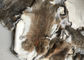 Gebräunter Gras Rex-Kaninchen-Haut-Pelz fertigte Größe für Zusätze/Kleidung besonders an fournisseur