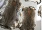 Mantel, der ganze Rex-Kaninchen-Haut-wirkliche weiche flaumige schwere Dichte für Winter zeichnet fournisseur