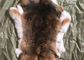 Natürlicher Chinchilla Rex-Kaninchen-Pelz, weiches echtes geschorenes Kaninchen-Pelz-Jacken-Fell fournisseur