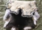 Weißer flaumiger Haare Rex-Kaninchen-Haut-Pelz versteckt warmes Comfortbale für Kleider fournisseur