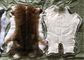 Geschorene Kaninchen-Pelz-Mantel-Verwendung, flaumige Haar-weiße Kaninchen-Pelz-Häute für Kleid fournisseur