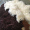 Haar des Schaffells weiße gelockte Pelzwolldecke 100% der natürlichen langen mongolischen Lammfell-Creme fournisseur
