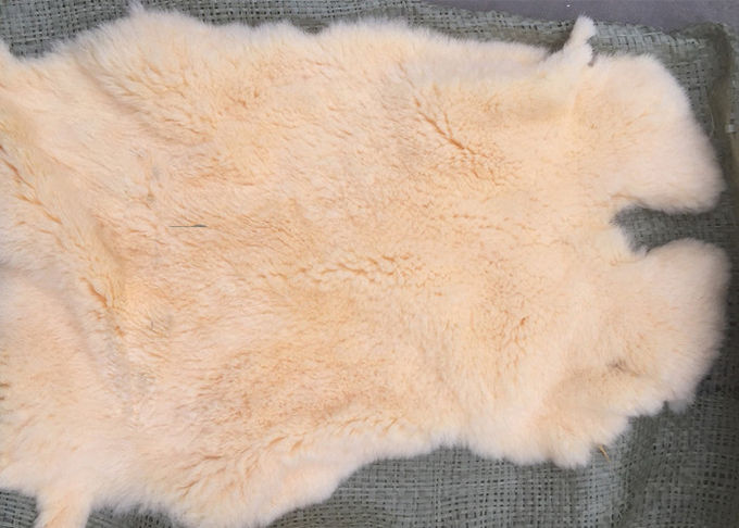 Windundurchlässige Hauptgewebewärmen sich die wirkliche Rex-Kaninchen-Haut für Winter-Mantel-Futter