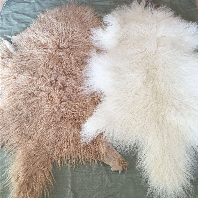 Mongolischer Pelz lange gelockte des Schaffells materielle natürliche weiße tibetanische Lammwollversteckt sich