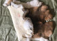 Mantel-Futter-Zusätze Rex-Kaninchen-Haut-glatte natürliche Brown-Farbe 25*35cm fournisseur