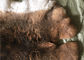 Hellgrauer Rex-Kaninchen-Pelz-Hals-Wärmer, wirkliches Rex-Kaninchen bewirft Haut für Platten-Decke fournisseur